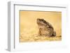 The Cane Toad (Rhinella Marina), also known as the Giant Neotropical Toad or Marine Toad, is a Larg-Milan Zygmunt-Framed Photographic Print