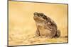 The Cane Toad (Rhinella Marina), also known as the Giant Neotropical Toad or Marine Toad, is a Larg-Milan Zygmunt-Mounted Photographic Print