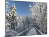 The Canopy Walkway of the Visitor Center of the National Park Bavarian Forest , the Deep of Winter-Martin Zwick-Mounted Photographic Print