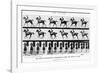 The Canter: One Stride Photographer Synchronously from Two Points of View, 1887, Illustration…-Eadweard Muybridge-Framed Photographic Print