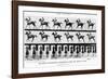 The Canter: One Stride Photographer Synchronously from Two Points of View, 1887, Illustration…-Eadweard Muybridge-Framed Photographic Print