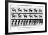 The Canter: One Stride Photographer Synchronously from Two Points of View, 1887, Illustration…-Eadweard Muybridge-Framed Photographic Print