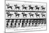 The Canter: One Stride Photographer Synchronously from Two Points of View, 1887, Illustration…-Eadweard Muybridge-Mounted Photographic Print