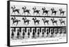 The Canter: One Stride Photographer Synchronously from Two Points of View, 1887, Illustration…-Eadweard Muybridge-Framed Stretched Canvas