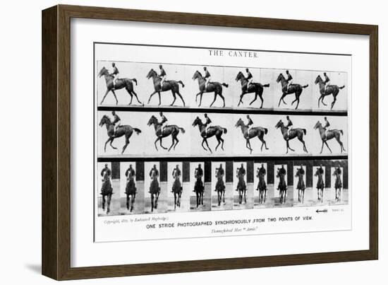 The Canter: One Stride Photographer Synchronously from Two Points of View, 1887, Illustration…-Eadweard Muybridge-Framed Photographic Print