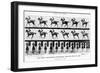 The Canter: One Stride Photographer Synchronously from Two Points of View, 1887, Illustration…-Eadweard Muybridge-Framed Photographic Print