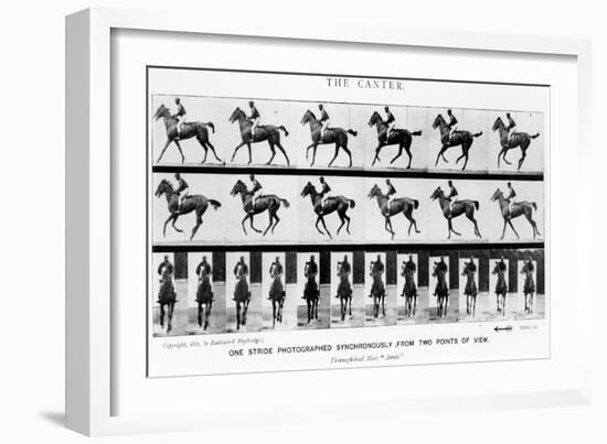 The Canter: One Stride Photographer Synchronously from Two Points of View, 1887, Illustration…-Eadweard Muybridge-Framed Photographic Print