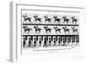 The Canter: One Stride Photographer Synchronously from Two Points of View, 1887, Illustration…-Eadweard Muybridge-Framed Photographic Print