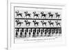 The Canter: One Stride Photographer Synchronously from Two Points of View, 1887, Illustration…-Eadweard Muybridge-Framed Photographic Print