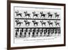 The Canter: One Stride Photographer Synchronously from Two Points of View, 1887, Illustration…-Eadweard Muybridge-Framed Photographic Print
