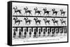 The Canter: One Stride Photographer Synchronously from Two Points of View, 1887, Illustration…-Eadweard Muybridge-Framed Stretched Canvas