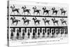 The Canter: One Stride Photographer Synchronously from Two Points of View, 1887, Illustration…-Eadweard Muybridge-Stretched Canvas