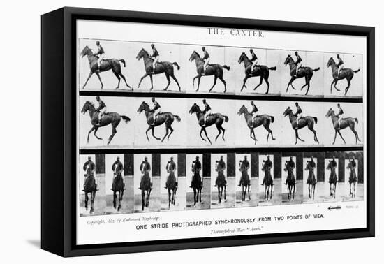 The Canter: One Stride Photographer Synchronously from Two Points of View, 1887, Illustration…-Eadweard Muybridge-Framed Stretched Canvas