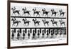 The Canter: One Stride Photographer Synchronously from Two Points of View, 1887, Illustration…-Eadweard Muybridge-Framed Photographic Print