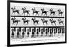 The Canter: One Stride Photographer Synchronously from Two Points of View, 1887, Illustration…-Eadweard Muybridge-Framed Photographic Print