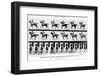 The Canter: One Stride Photographer Synchronously from Two Points of View, 1887, Illustration…-Eadweard Muybridge-Framed Photographic Print