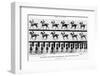 The Canter: One Stride Photographer Synchronously from Two Points of View, 1887, Illustration…-Eadweard Muybridge-Framed Photographic Print