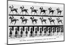 The Canter: One Stride Photographer Synchronously from Two Points of View, 1887, Illustration…-Eadweard Muybridge-Mounted Photographic Print