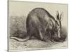 The Cape Ant-Eater at the Zoological Society's Gardens, Regent's Park-null-Stretched Canvas