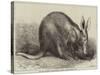 The Cape Ant-Eater at the Zoological Society's Gardens, Regent's Park-null-Stretched Canvas