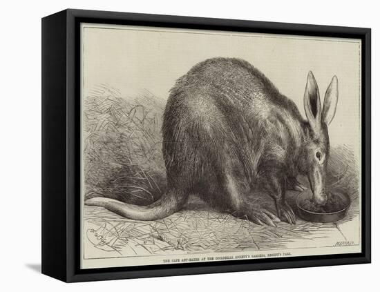 The Cape Ant-Eater at the Zoological Society's Gardens, Regent's Park-null-Framed Stretched Canvas