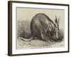 The Cape Ant-Eater at the Zoological Society's Gardens, Regent's Park-null-Framed Giclee Print