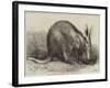 The Cape Ant-Eater at the Zoological Society's Gardens, Regent's Park-null-Framed Giclee Print