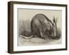 The Cape Ant-Eater at the Zoological Society's Gardens, Regent's Park-null-Framed Giclee Print