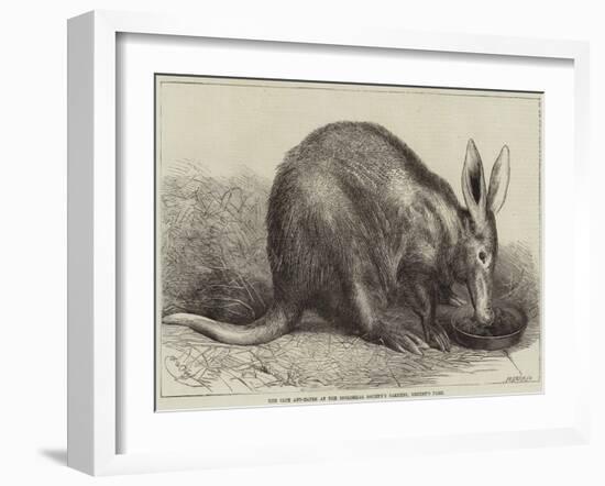 The Cape Ant-Eater at the Zoological Society's Gardens, Regent's Park-null-Framed Giclee Print