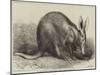 The Cape Ant-Eater at the Zoological Society's Gardens, Regent's Park-null-Mounted Giclee Print