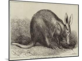 The Cape Ant-Eater at the Zoological Society's Gardens, Regent's Park-null-Mounted Giclee Print