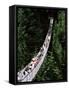 The Capilano Suspension Bridge, Vancouver, British Columbia (B.C.), Canada, North America-Ruth Tomlinson-Framed Stretched Canvas