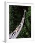 The Capilano Suspension Bridge, Vancouver, British Columbia (B.C.), Canada, North America-Ruth Tomlinson-Framed Photographic Print