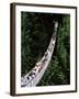 The Capilano Suspension Bridge, Vancouver, British Columbia (B.C.), Canada, North America-Ruth Tomlinson-Framed Photographic Print