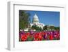 The Capitol with Colorful Tulips Foreground in Spring - Washington Dc, United States of America-Orhan-Framed Photographic Print