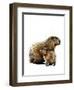 The Capybaras on White, 2019, (Pen and Ink)-Mike Davis-Framed Giclee Print