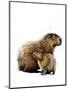 The Capybaras on White, 2019, (Pen and Ink)-Mike Davis-Mounted Giclee Print