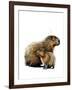 The Capybaras on White, 2019, (Pen and Ink)-Mike Davis-Framed Giclee Print