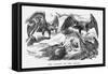 The Carcase and the Eagles, 1871-Joseph Swain-Framed Stretched Canvas