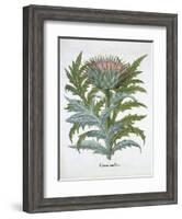 The Cardoon, from the Hortus Eystettensis by Basil Besler-null-Framed Giclee Print