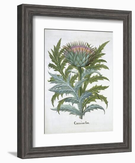 The Cardoon, from the Hortus Eystettensis by Basil Besler-null-Framed Giclee Print