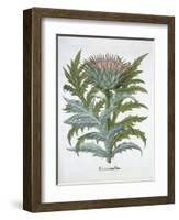 The Cardoon, from the Hortus Eystettensis by Basil Besler-null-Framed Giclee Print