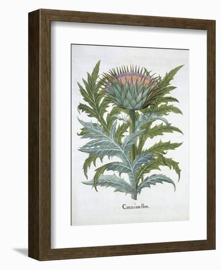 The Cardoon, from the Hortus Eystettensis by Basil Besler-null-Framed Giclee Print