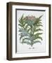 The Cardoon, from the Hortus Eystettensis by Basil Besler-null-Framed Giclee Print