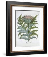 The Cardoon, from the Hortus Eystettensis by Basil Besler-null-Framed Giclee Print