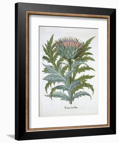 The Cardoon, from the Hortus Eystettensis by Basil Besler-null-Framed Giclee Print