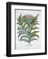 The Cardoon, from the Hortus Eystettensis by Basil Besler-null-Framed Giclee Print