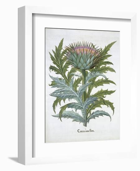 The Cardoon, from the Hortus Eystettensis by Basil Besler-null-Framed Giclee Print