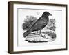 The Carrion Crow, Illustration from 'The History of British Birds' by Thomas Bewick, First…-Thomas Bewick-Framed Giclee Print