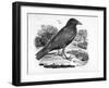 The Carrion Crow, Illustration from 'The History of British Birds' by Thomas Bewick, First…-Thomas Bewick-Framed Giclee Print